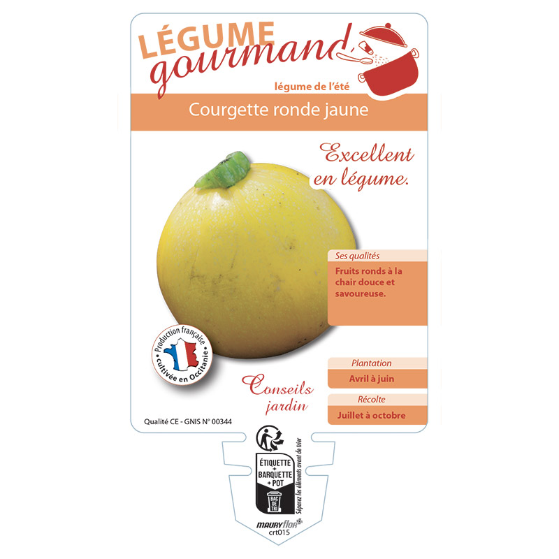 COURGETTE RONDE JAUNE