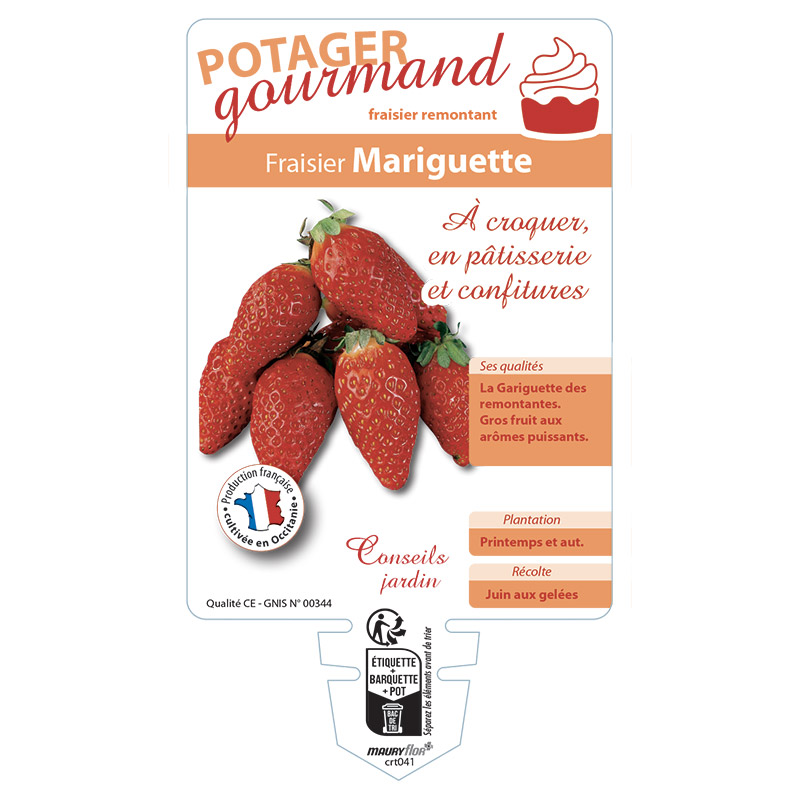FRAISIER MARIGUETTE