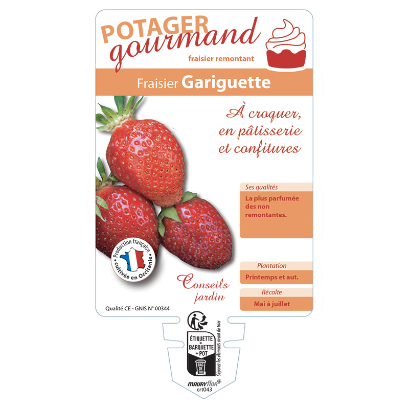 FRAISIER GARIGUETTE