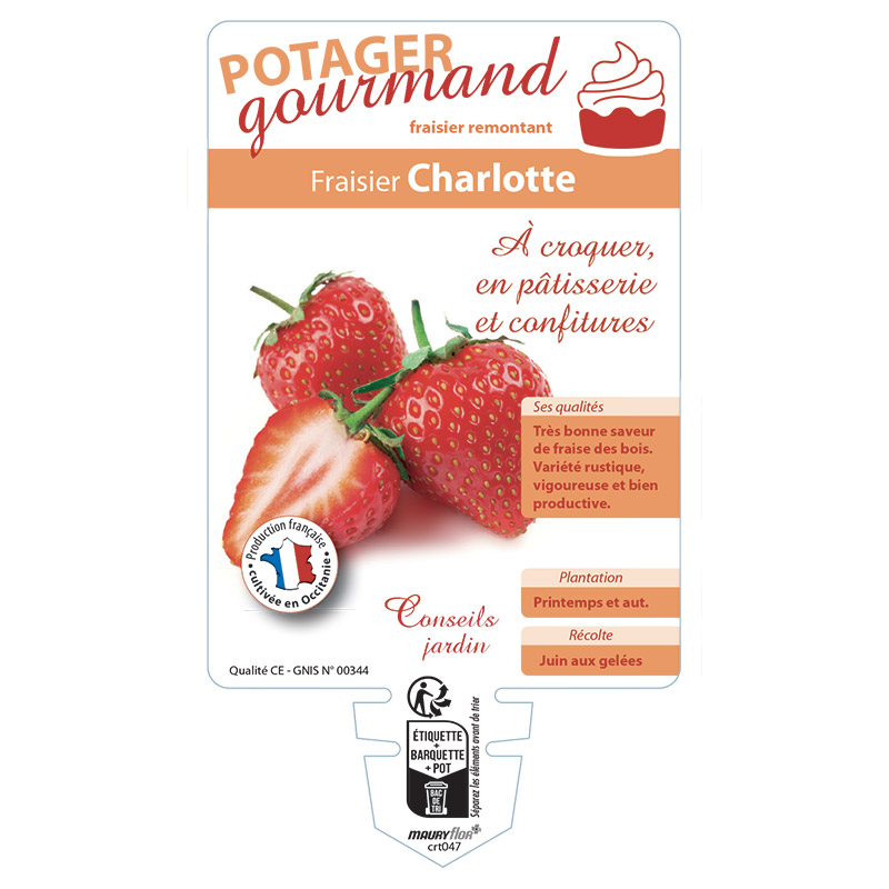 FRAISIER CHARLOTTE