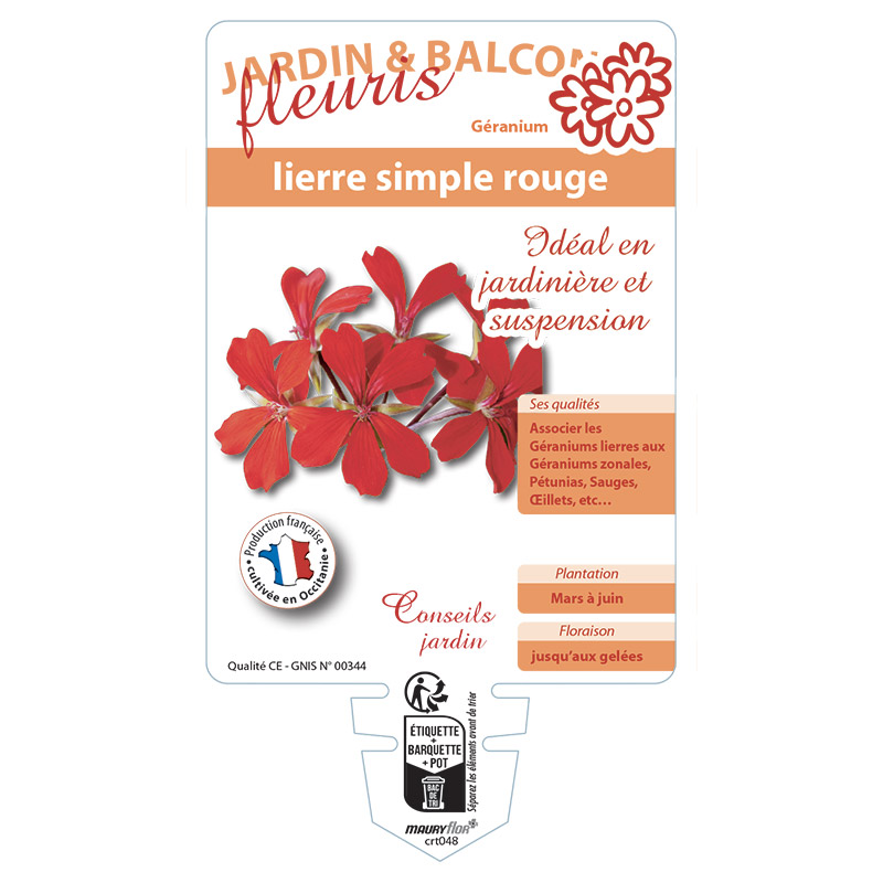 GERANIUM LIERRE SIMPLE ROUGE