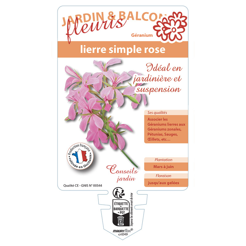 GERANIUM LIERRE SIMPLE ROSE