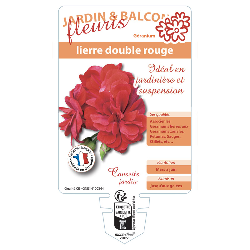 GERANIUM LIERRE DOUBLE ROUGE