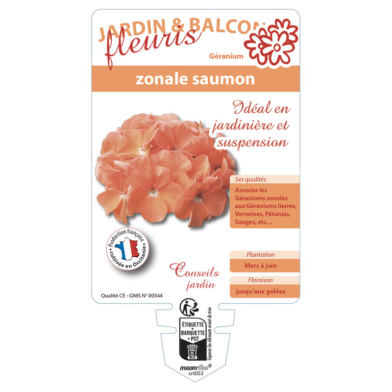 GERANIUM ZONALE SAUMON