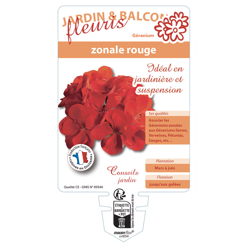 GERANIUM ZONALE ROUGE