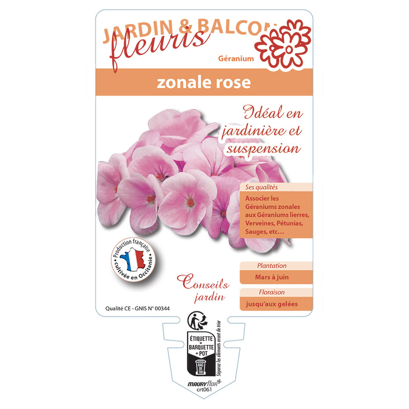 GERANIUM ZONALE ROSE