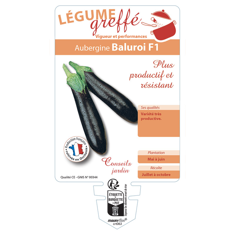 AUBERGINE BALUROI GREFFÉE