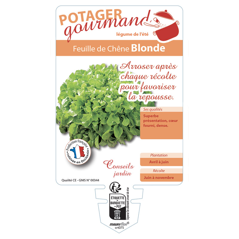 FEUILLE DE CHENE BLONDE