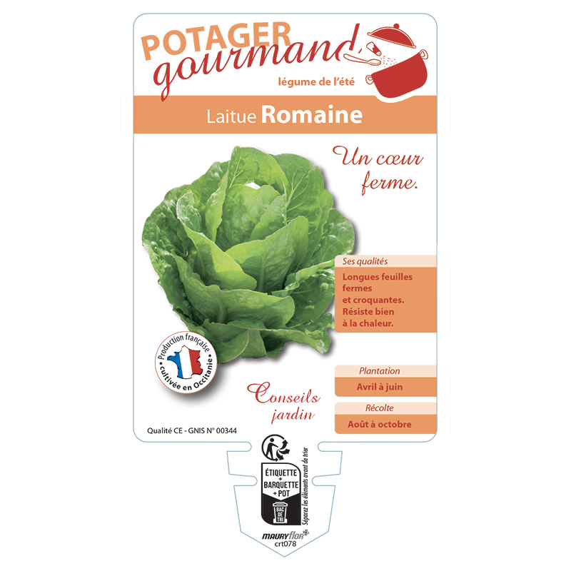 LAITUE ROMAINE