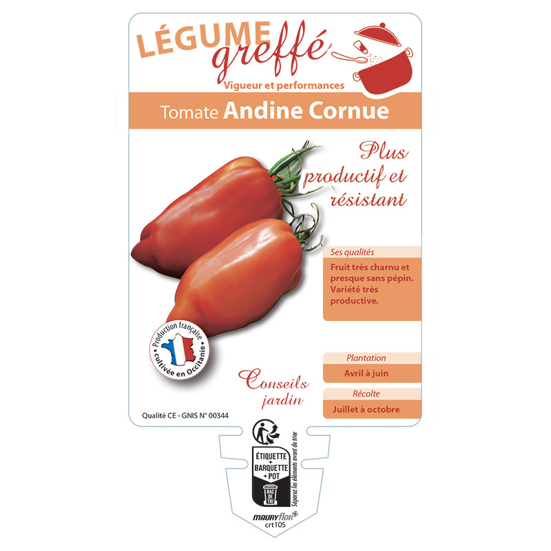 TOMATE ANDINE CORNUE GREFFÉE