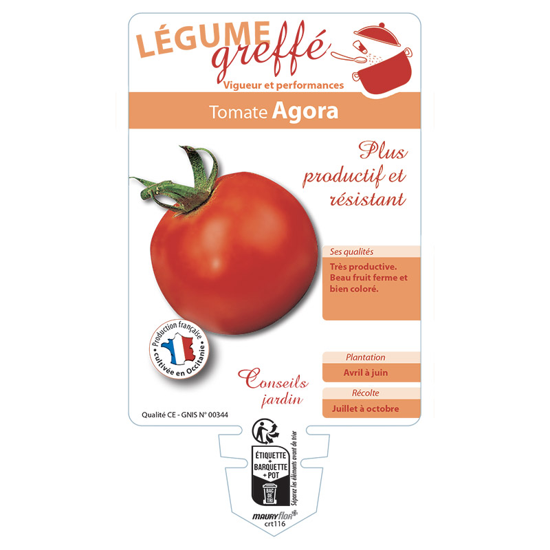 TOMATE AGORA GREFFÉE