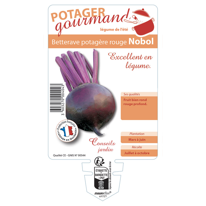 BETTERAVE POTAGERE ROUGE NOBOL