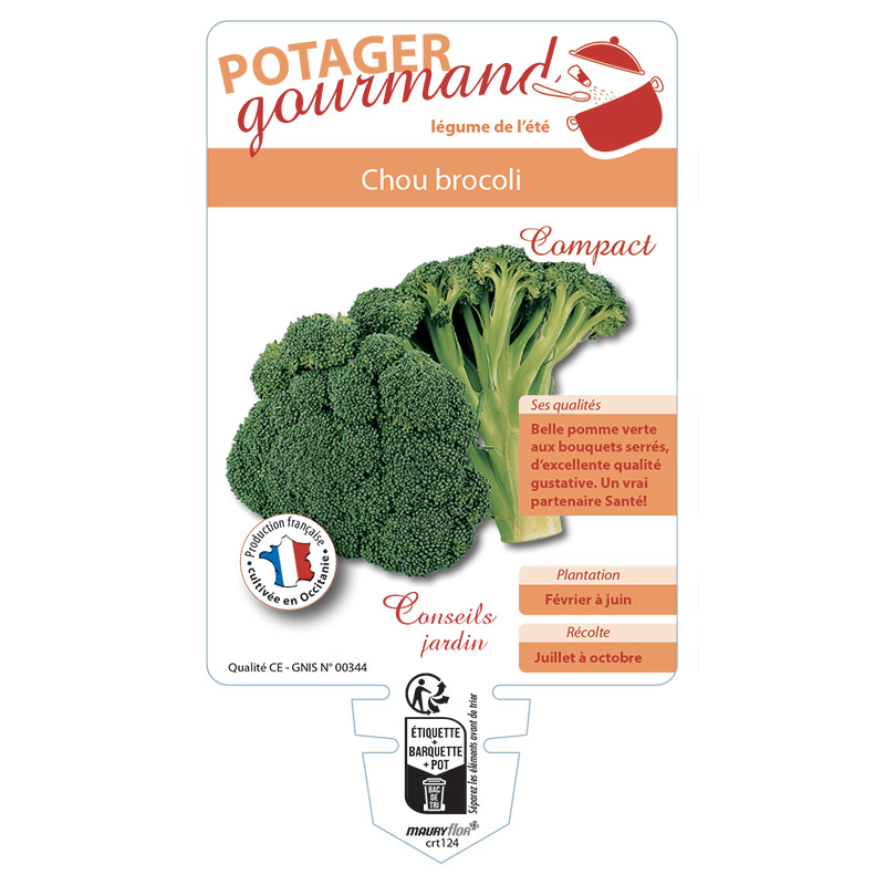 COURGETTE RONDE VERTE