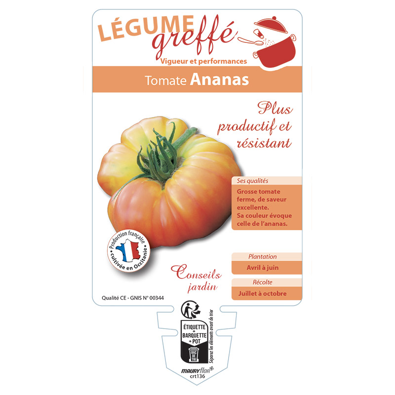 TOMATE ANANAS GREFFÉE