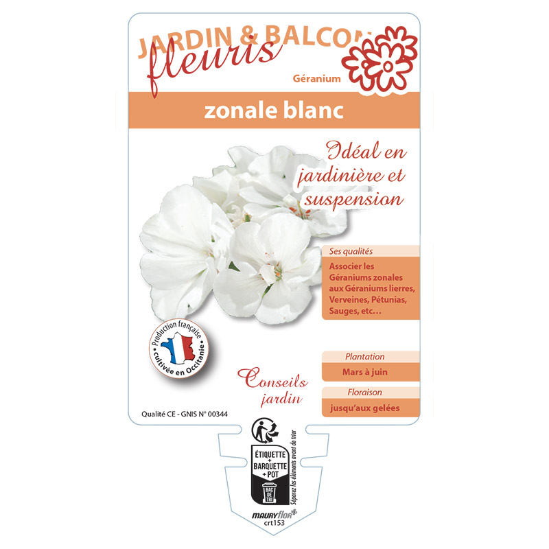 GERANIUM ZONALE BLANC
