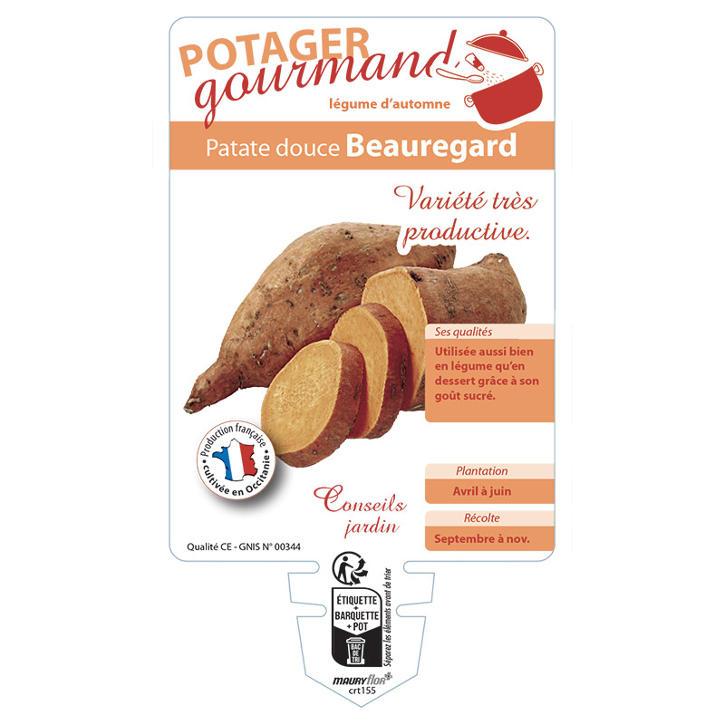 PATATE DOUCE BEAUREGARD