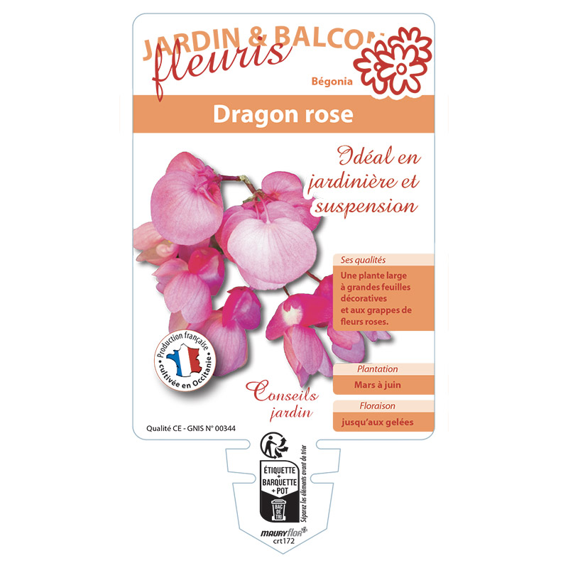 DRAGON ROSE