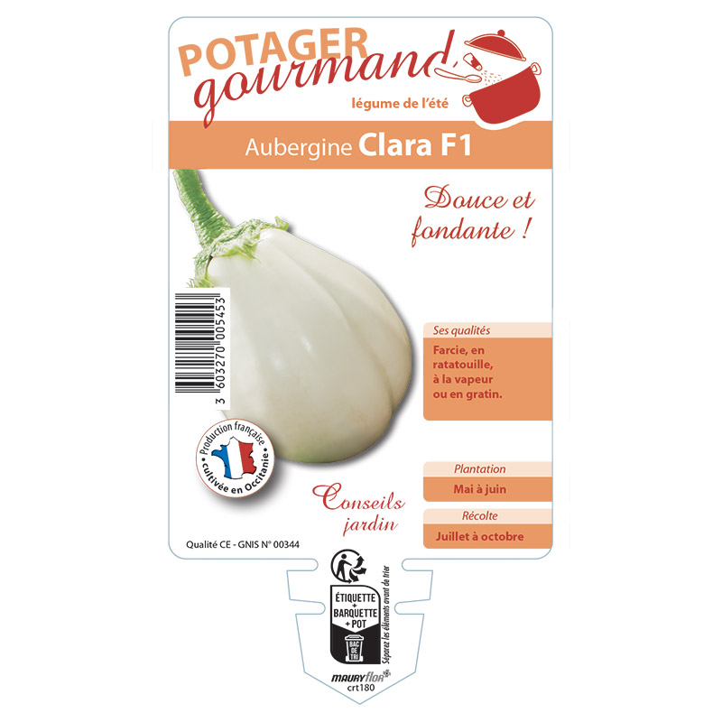 AUBERGINE CLARA