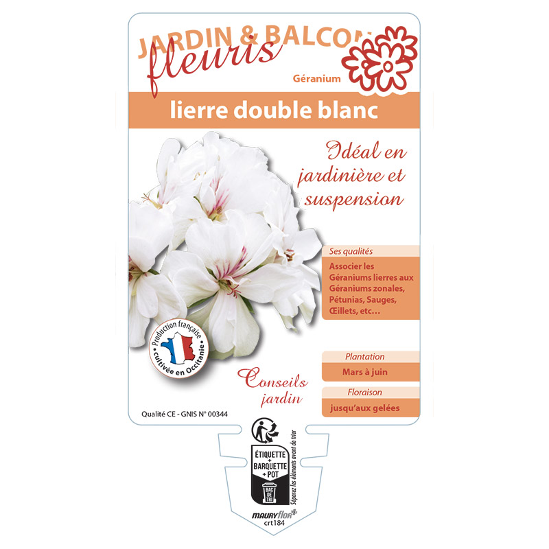 GERANIUM LIERRE DOUBLE BLANC