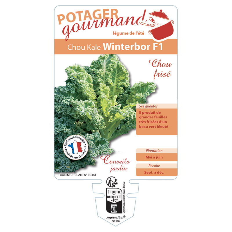 CHOU KALE WINTERBOR F1