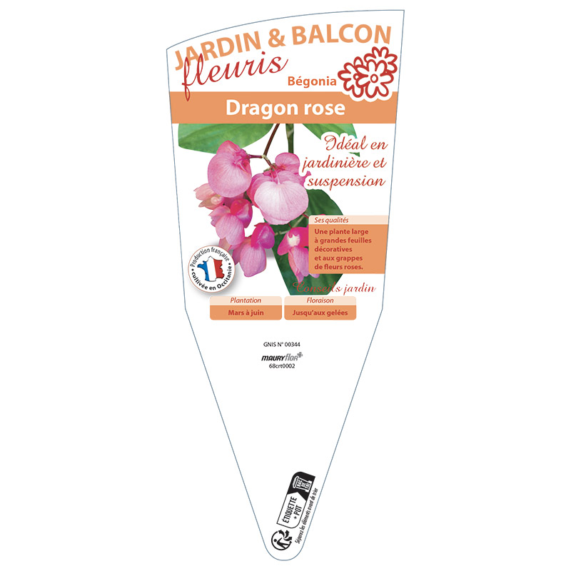 BÉGONIA DRAGON ROSE