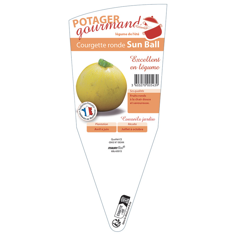 COURGETTE RONDE JAUNE