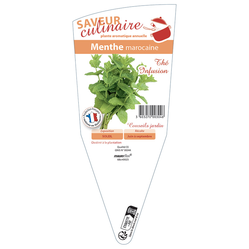 MENTHE MAROCAINE