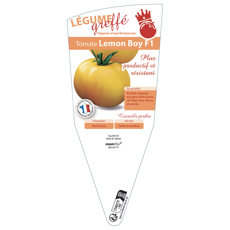 TOMATE LEMON BOY GREFFÉE