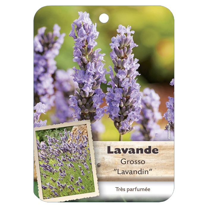 LAVANDE GROSSO LAVANDIN