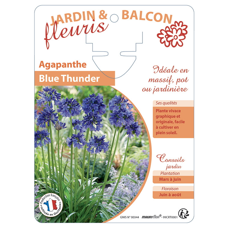 AGAPANTHE BLUE THUNDER