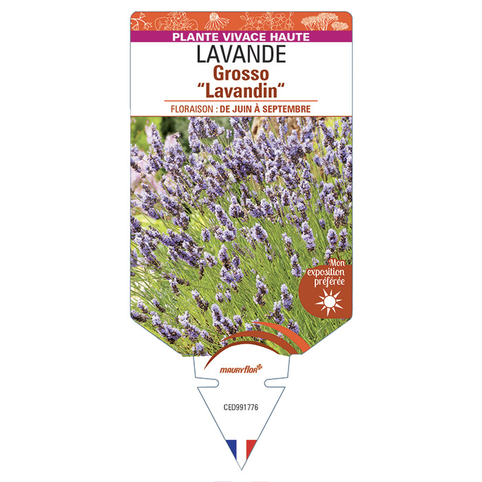 LAVANDE GROSSO LAVANDIN
