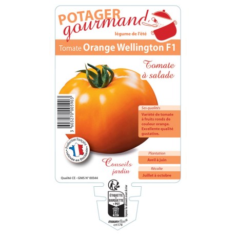 TOMATE Orange Wellington F1