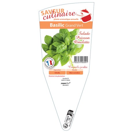 BASILIC Grand Vert