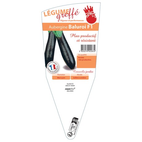 AUBERGINE BALUROI GREFFÉE