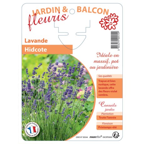LAVANDE Hidcote